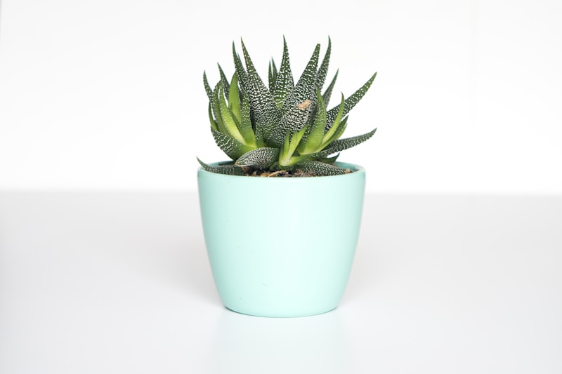 Hand-Thrown Terracotta Glazed Indoor Planter (8 inch)